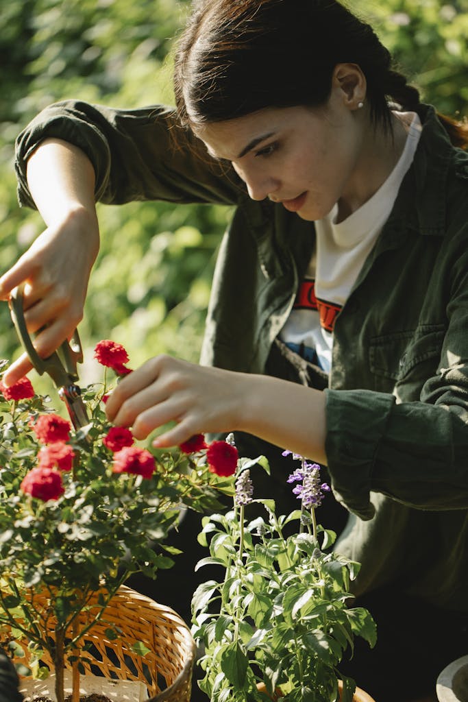 A focused woman carefully pruning flowers in a sunlit garden, highlighting a gardener's precision.